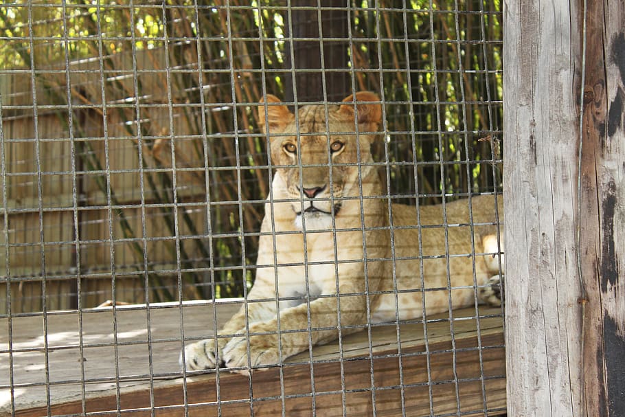 lion, lioness, animal, zoo, zoological, cat, wild, predator, cage, female