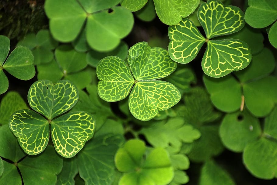 klee, shamrocks, plant, symbol of good luck, nature, four leaf clover, lucky charm, green, luck, leaves