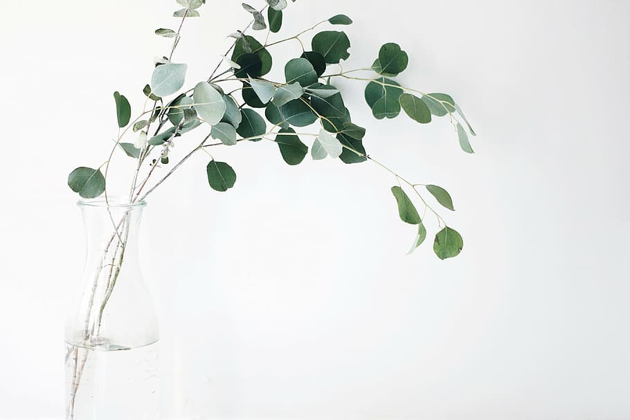 green, moringa plant, clear, glass vase, leaf, plant, white, background, still, items