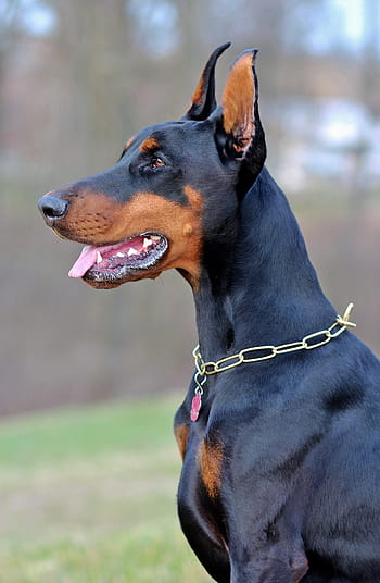 free doberman pinscher