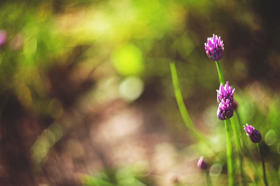 selective, focus photo, purple, flower, selective focus, purple flower, flowers, plants, closeup, macro