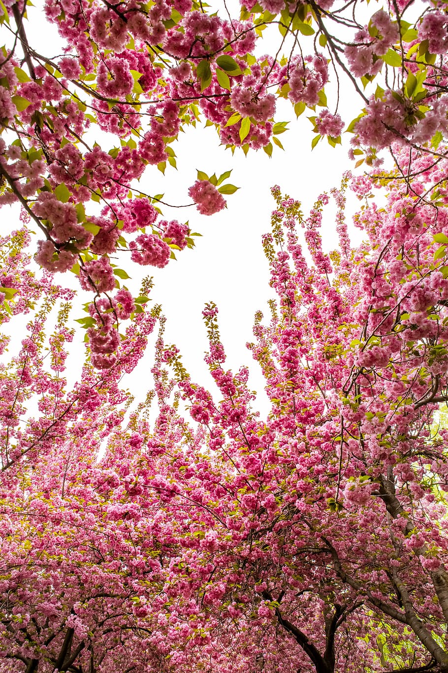 low, angle photo, pink, flowers, daytime, tree, flower, season, spring, nature