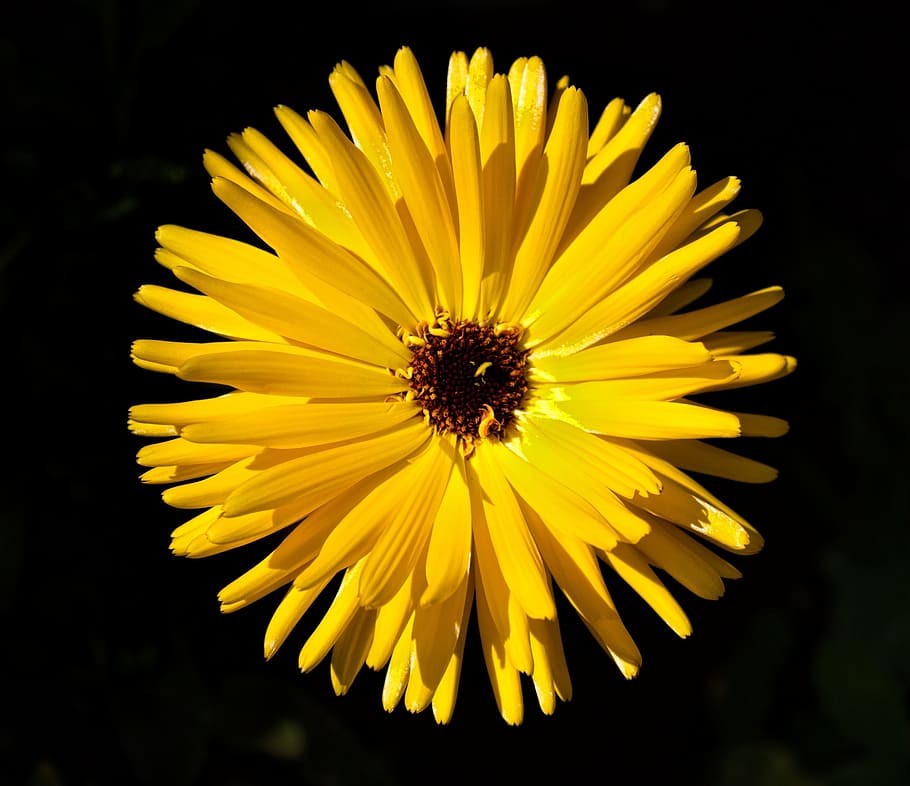plant, flower, yellow, petals, blossom, bloom, color, makro, closeup, photography