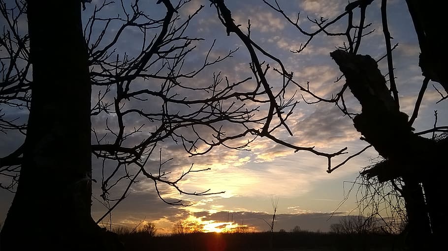 silhouette, wood, nature, sunset, outdoors, winter, branch, landscape, day s, darkness