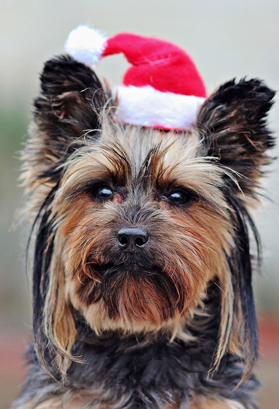 yorkshire terrier, wearing, santa claus hat, santa claus, dog, woman, portrait, christmas, mammal, one animal