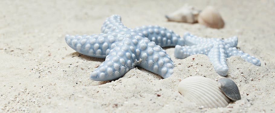 azul, peixe estrela, branco, areia, estrela do mar, mexilhões, porcelana, estrela do mar de porcelana, porcelana-estrela do mar, estrela do mar azul