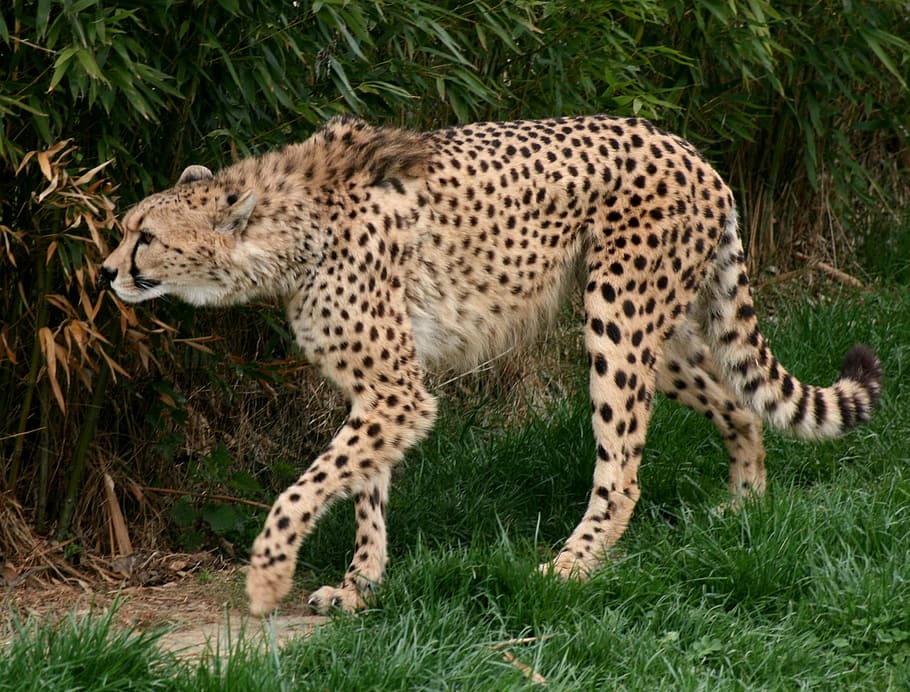 cheetah, berdiri, rumput, hewan kelas rentan, acinonyx jubatus, pelari, mamalia karnivora besar, keluarga felidae, kucing, kucing besar