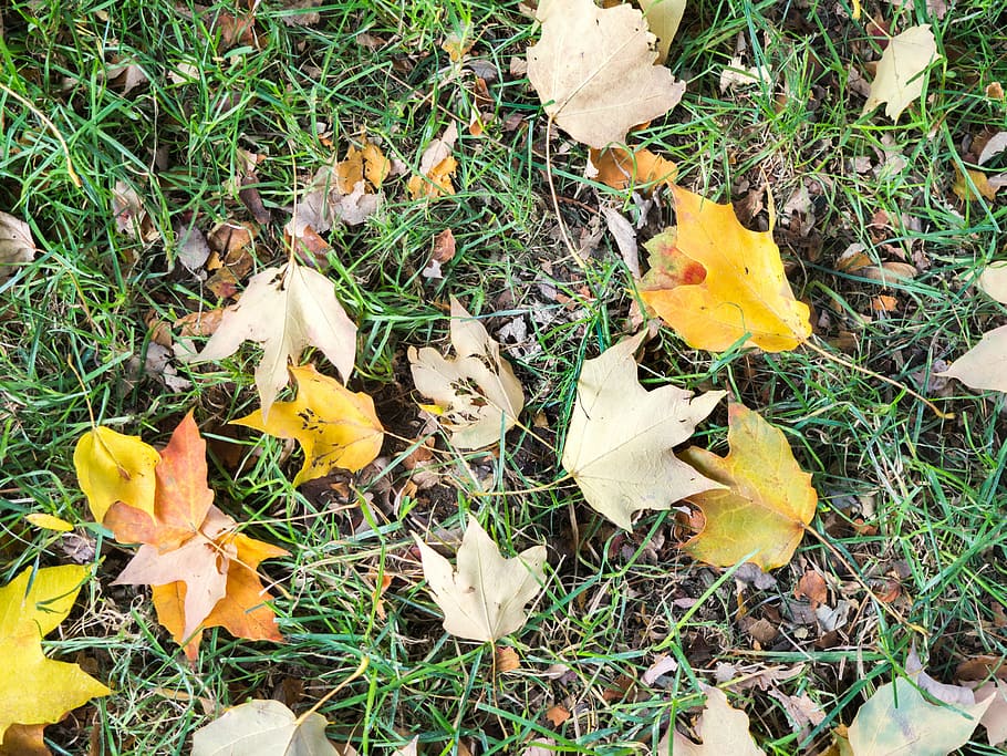 желтые кленовые листья, сушеный, клен, листья, земля, дневное время, трава, лист, падать, Осень