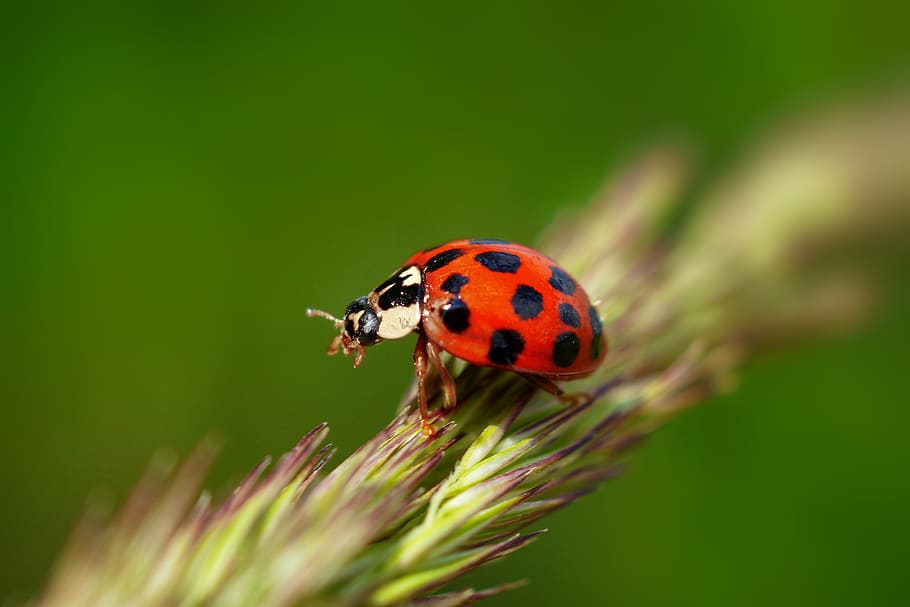 ladybug, nature, macro, close, crawl, insect, blade of grass, green, meadow, plage