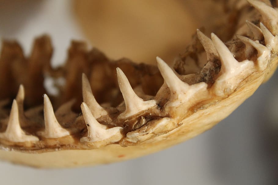 cráneo de diente animal, tiburón, mandíbulas, dientes, huesos, pescado, océano, mar, animal, depredador