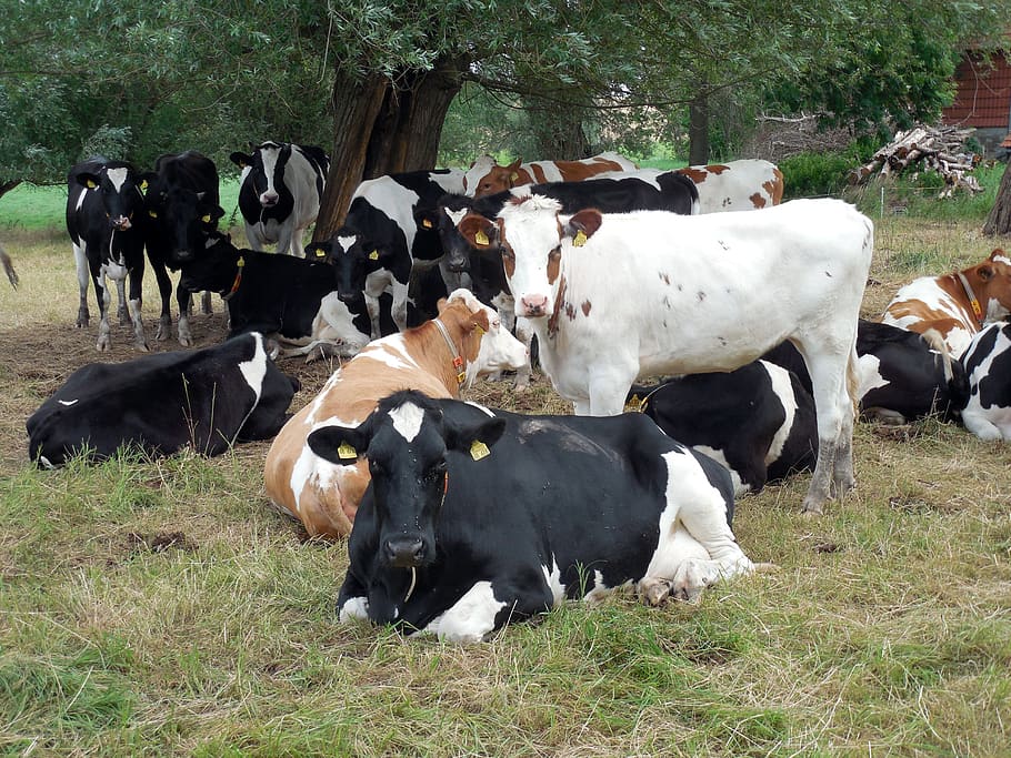 vacas, ganado, policías, pastos, agricultura, manchado, manchado de negro, blanco y negro, vacas lecheras, cría de ganado