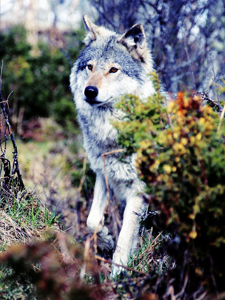 lobo, lobos, gris, salvaje, fauna, animal, naturaleza, canino, ojos de lobo, depredador