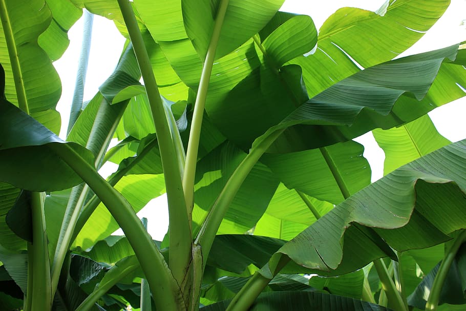 closeup, foto, tanaman daun pisang, Pisang Semak, Hijau, Pisang, Tanaman Pisang, tanaman, semak, tropis