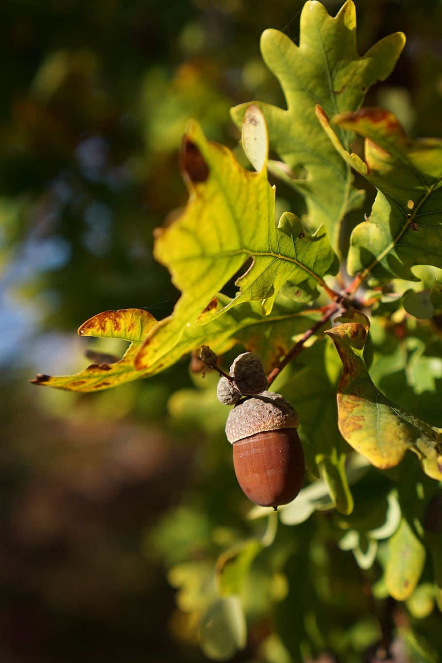 oak, quercus, acorn, leaves, fall leaves, leaf, plant part, growth, plant, close-up