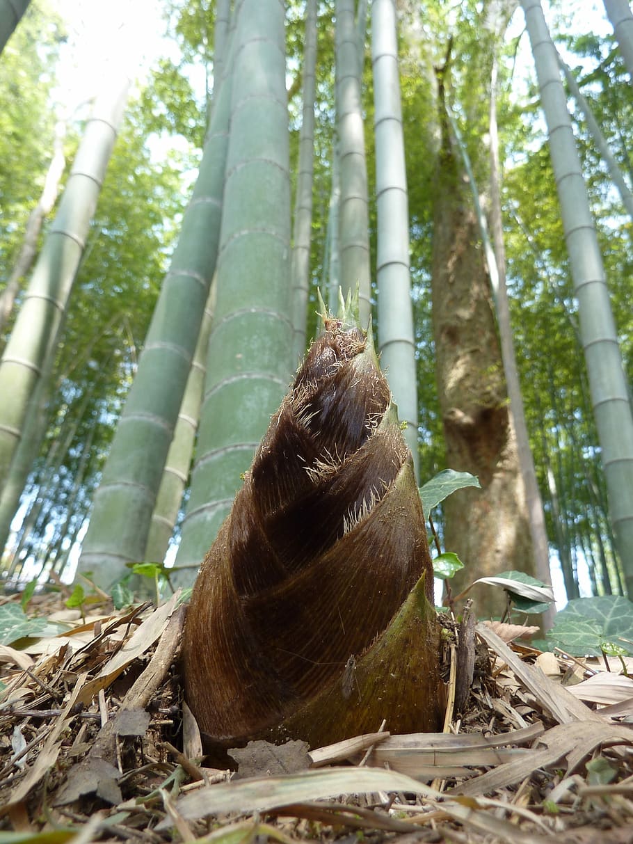Bamboo, Shoot, Sprout, Japan, Food, bamboo, shoot, forest, nature, tree, outdoors
