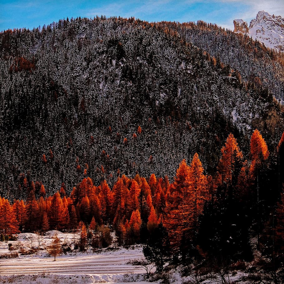 Valle Stretta, Piemonte, Italia, otoño, árboles, nieve, montaña, montañas, paisaje, paisajes