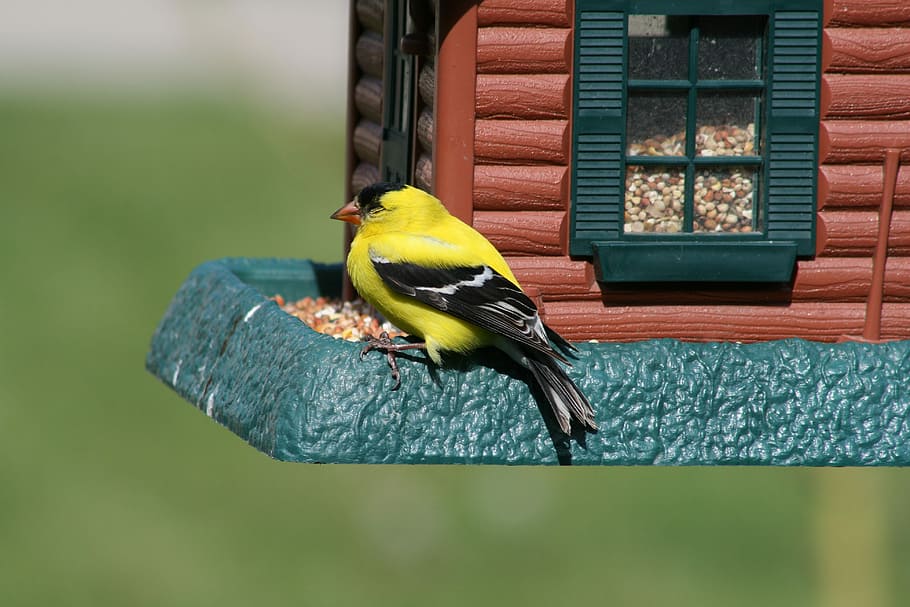 pájaro, al aire libre, fauna, naturaleza, poco, animal, madera, jardín, color, pájaro cantor