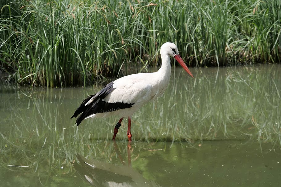 white stork, bird, rattle stork, adebar, stalk, pools, animal portrait, storks, nature, wildlife park