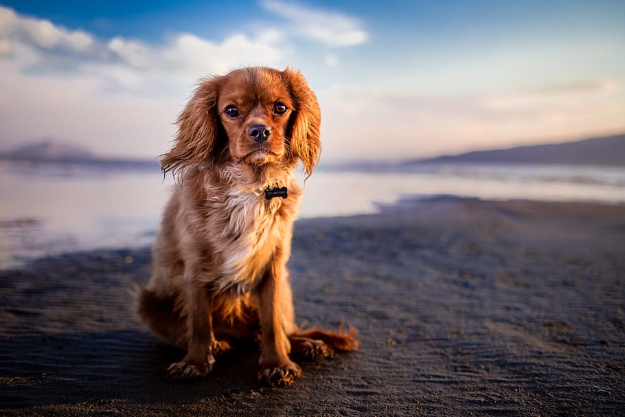 dog, puppy, pet, animal, sea, water, coast, beach, ocean, sand