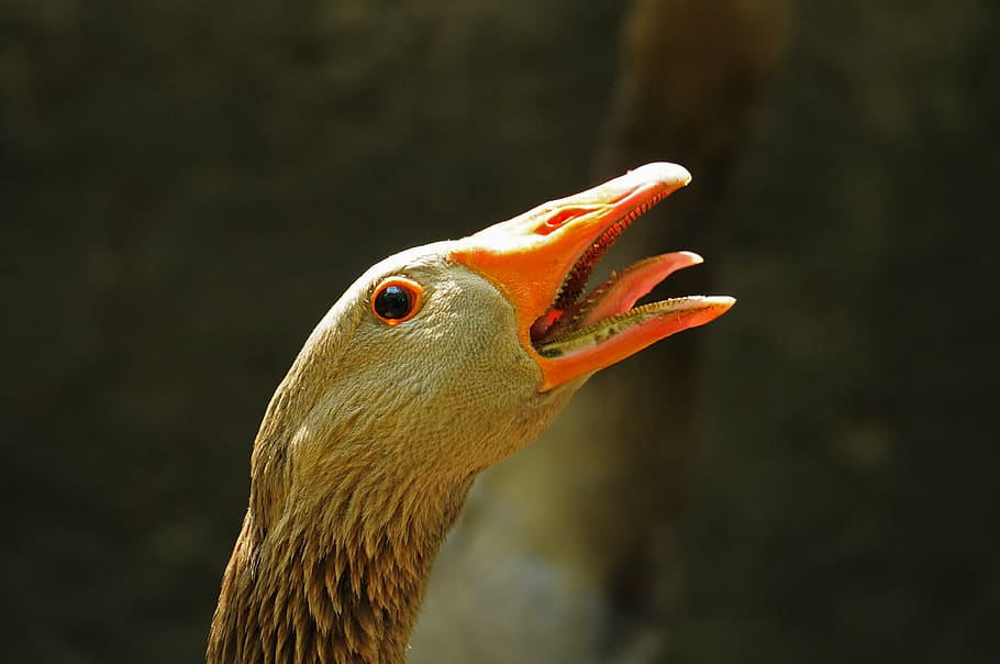 goose, orange, a gaggle, head, animal, winged, language, pro, feathered, animals