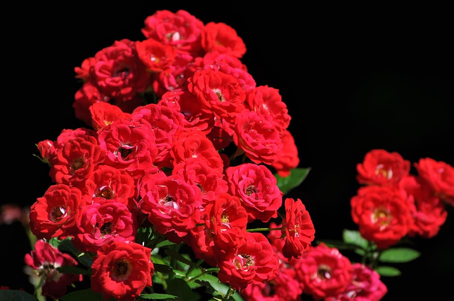 selective, red, Roses, Flowers, Floral, Nature, garden, flower, black background, plant