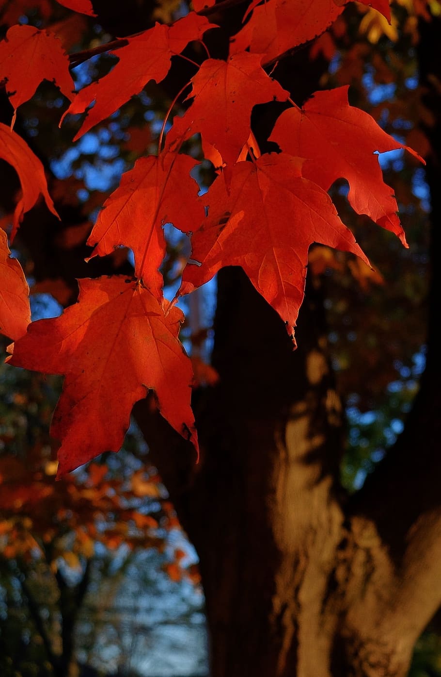 紅葉, 秋, 紅葉の背景, 季節, 自然, オレンジ, 葉, もみじ, 赤, 木