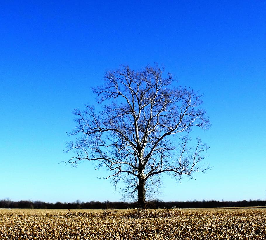 Tree, Field, Nature, Countryside, Sky, blue, bright, glow, environment, agriculture