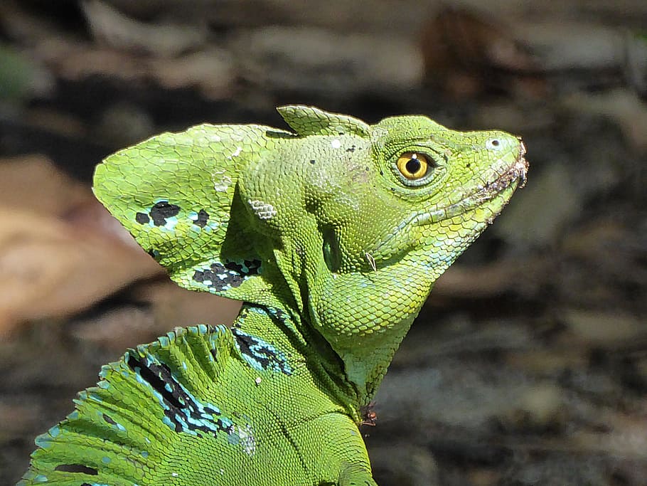 Lizard, Basil, Reptile, green, costa rica, crete, animal, nature, iguana, wildlife