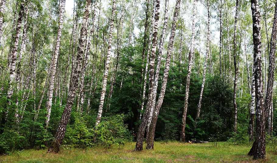 Forest, Nature, Birch, Grass, living nature, landscape, tree, woodland, outdoors, green Color