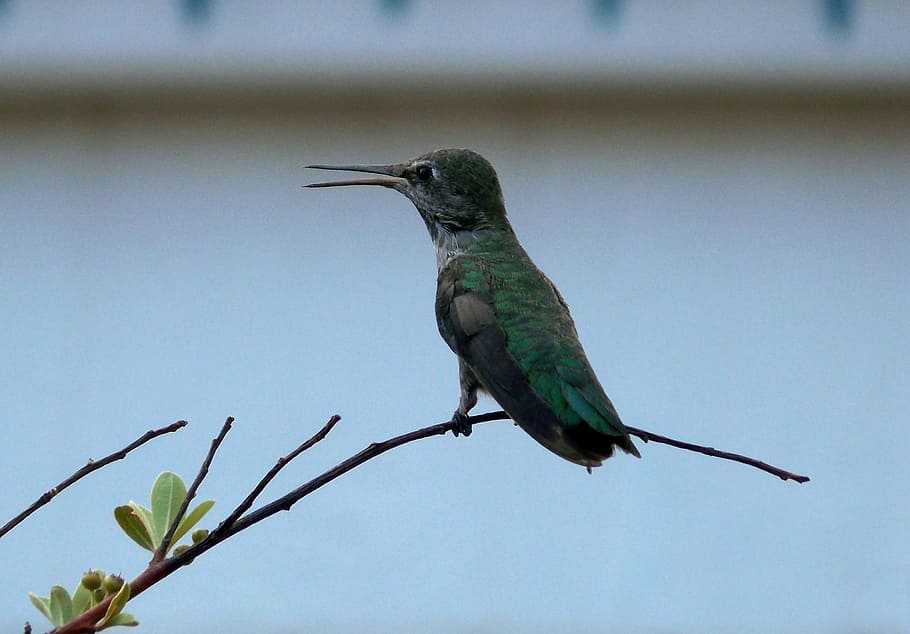 colibrí en rama, verde, azul, colibrí, encaramado, árbol, rama, pájaro, pico, un animal