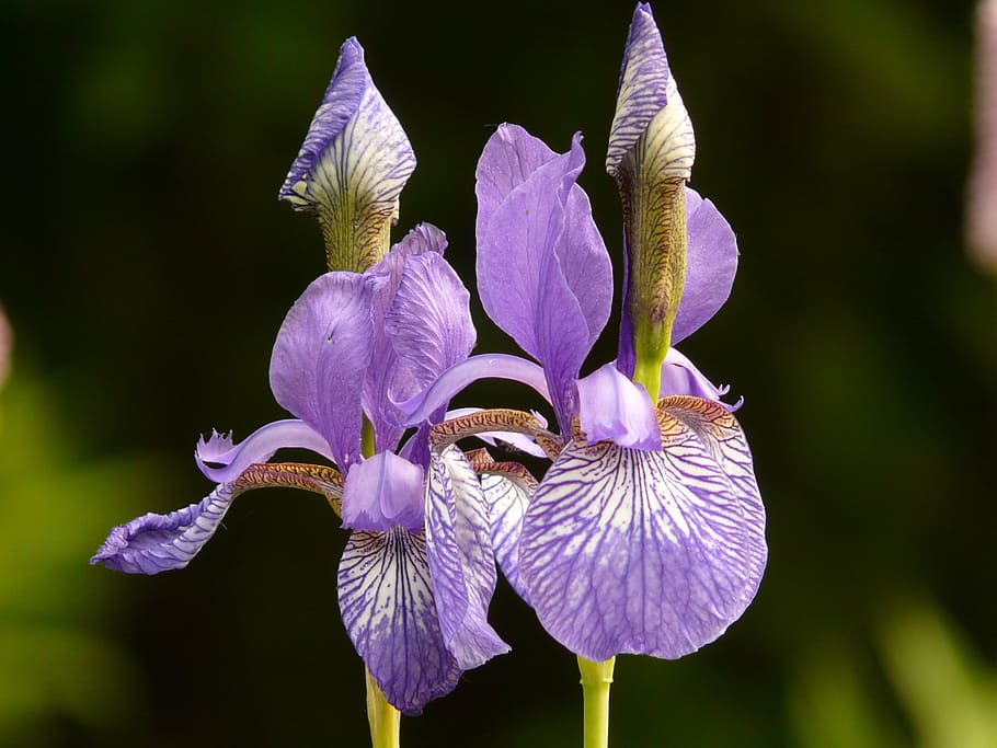 selective, focus photography, purple, iris flowers, different colored irises, iris, plant, blossom, bloom, close