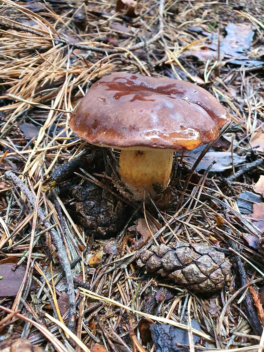autumn, mushroom, forest, boletus-boletus, chestnut, brown cap, blue mushroom, rac, boletus badius, food