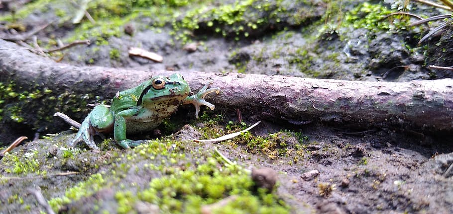 frog, green frog, toad, batracius, batrachian, forest, mud, reptile, kermit, kermit the frog