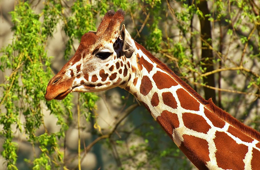 closeup, giraffe head, tree, giraffe, wild animal, stains, long jibe, animals, africa, zoo