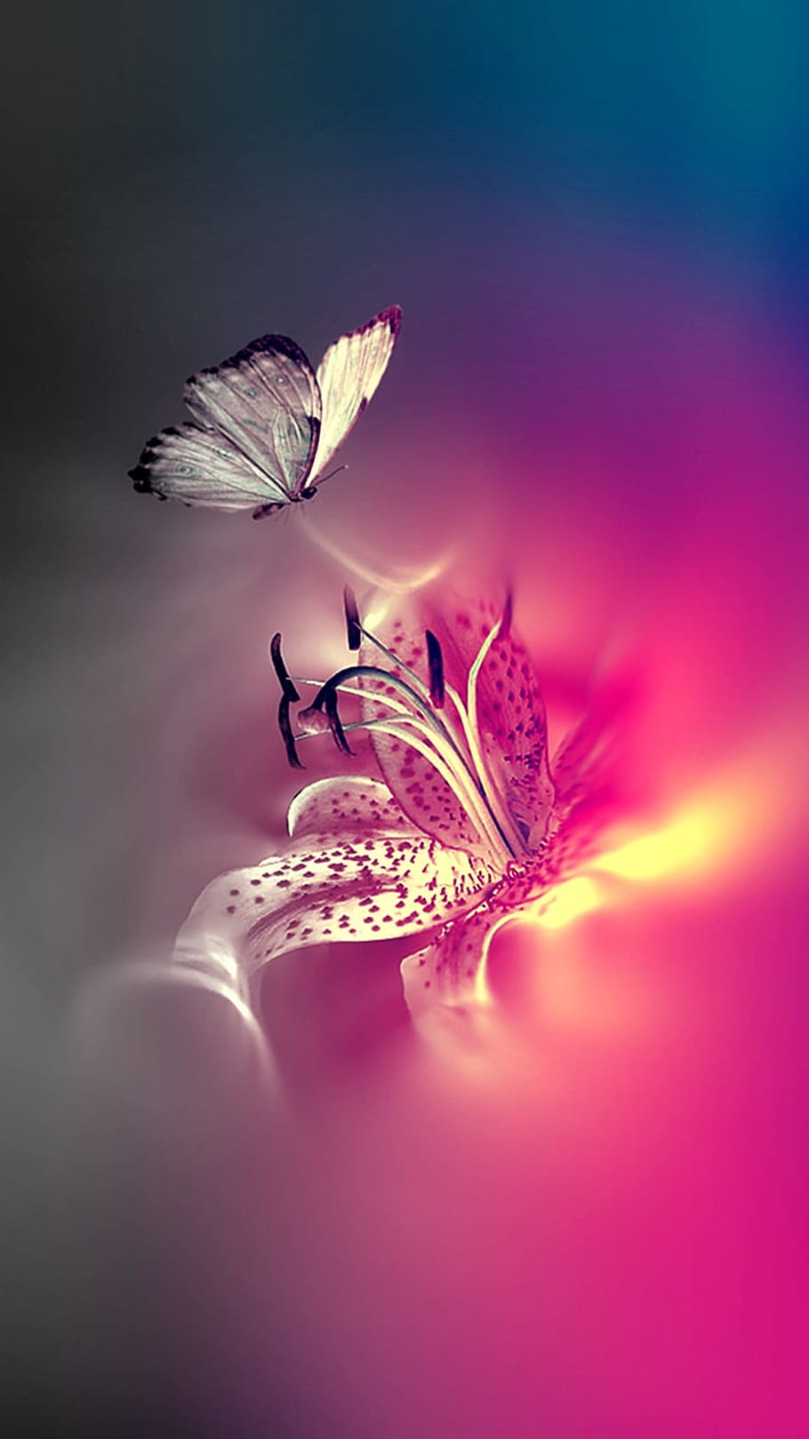 white, black, butterfly, digital, wallpaper, butterflies, pink, bug, flower, flowering plant