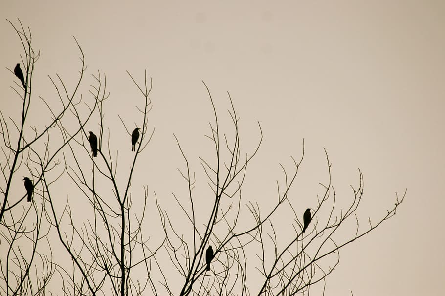 birds, perched, bare, tree, flock, short, beak, leaf, less, nature