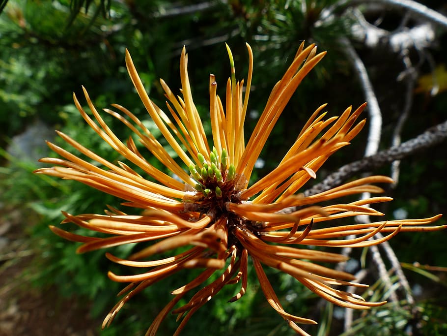 orange petaled flowers, mountain pine, engine, foliation, grow, pinus mugo, pine, needles, pine needles, pinus mugo subsp mugo