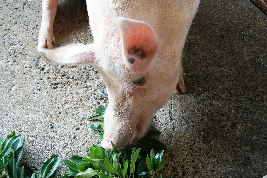 Cerdo, rosa, gordo, hambriento, hojas, feliz, forraje, alimentación, comer, cabeza de cerdo