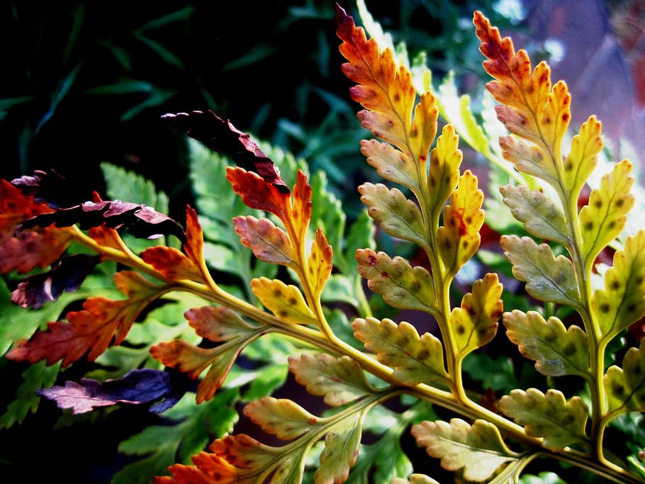 Fern, Leaf, Leaflets, Tips, green, browning, autumn, multi colored, green color, nature