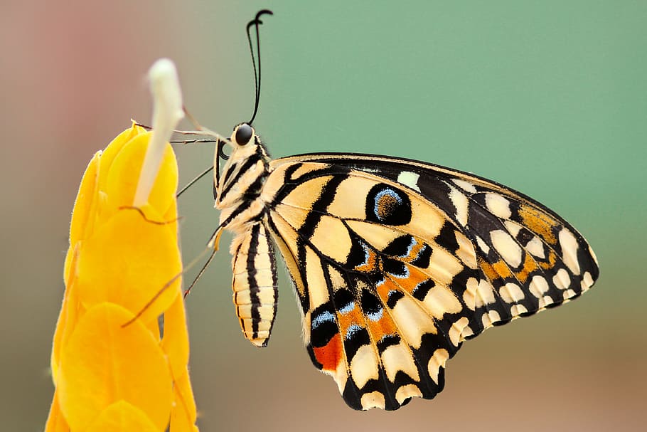 foto macro, bege, multicolorido, borboleta, empoleirado, flor, mariposa, inseto, fechar-se, néctar