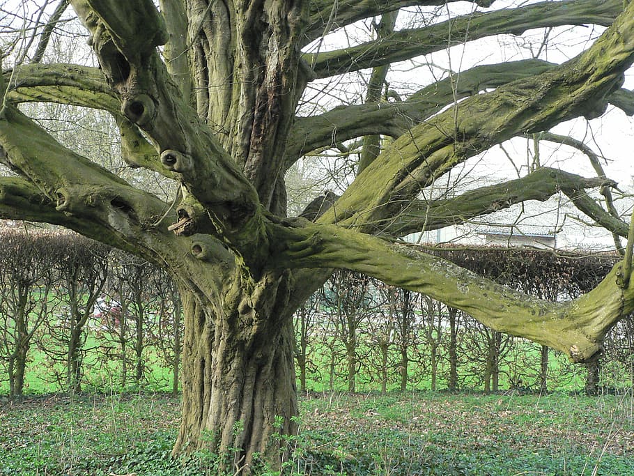 trunk, beech, wood, branches, tree, nature, spring, plant, tree trunk, growth