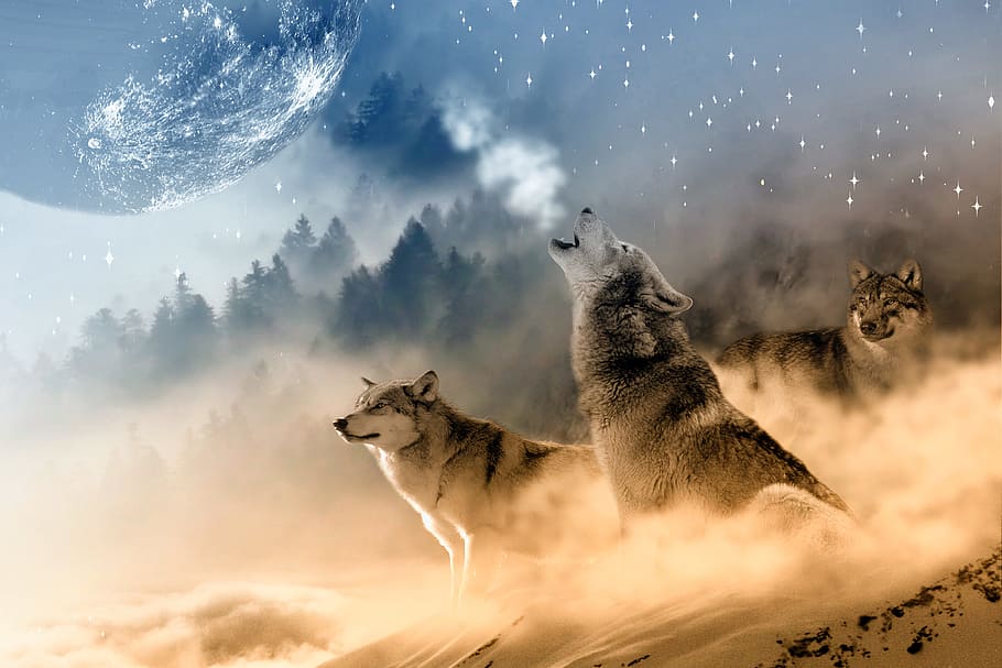 três, lobos, neve, uivando, noite, completo, lua, lua cheia, lobo, estrelas