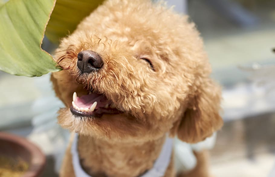 close, portuguese water dog puppy, close up, Portuguese water dog, puppy, dog, smile, outdoor, paste, variety