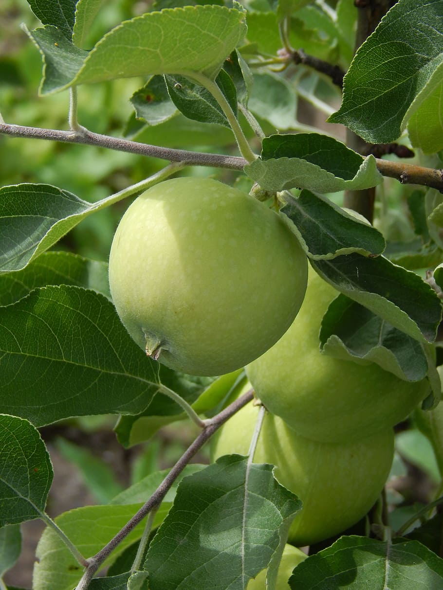 Manzana, verde, manzana verde, rama, hojas, rama con hojas, fruta, manzana en la rama, hojas verdes, manzano