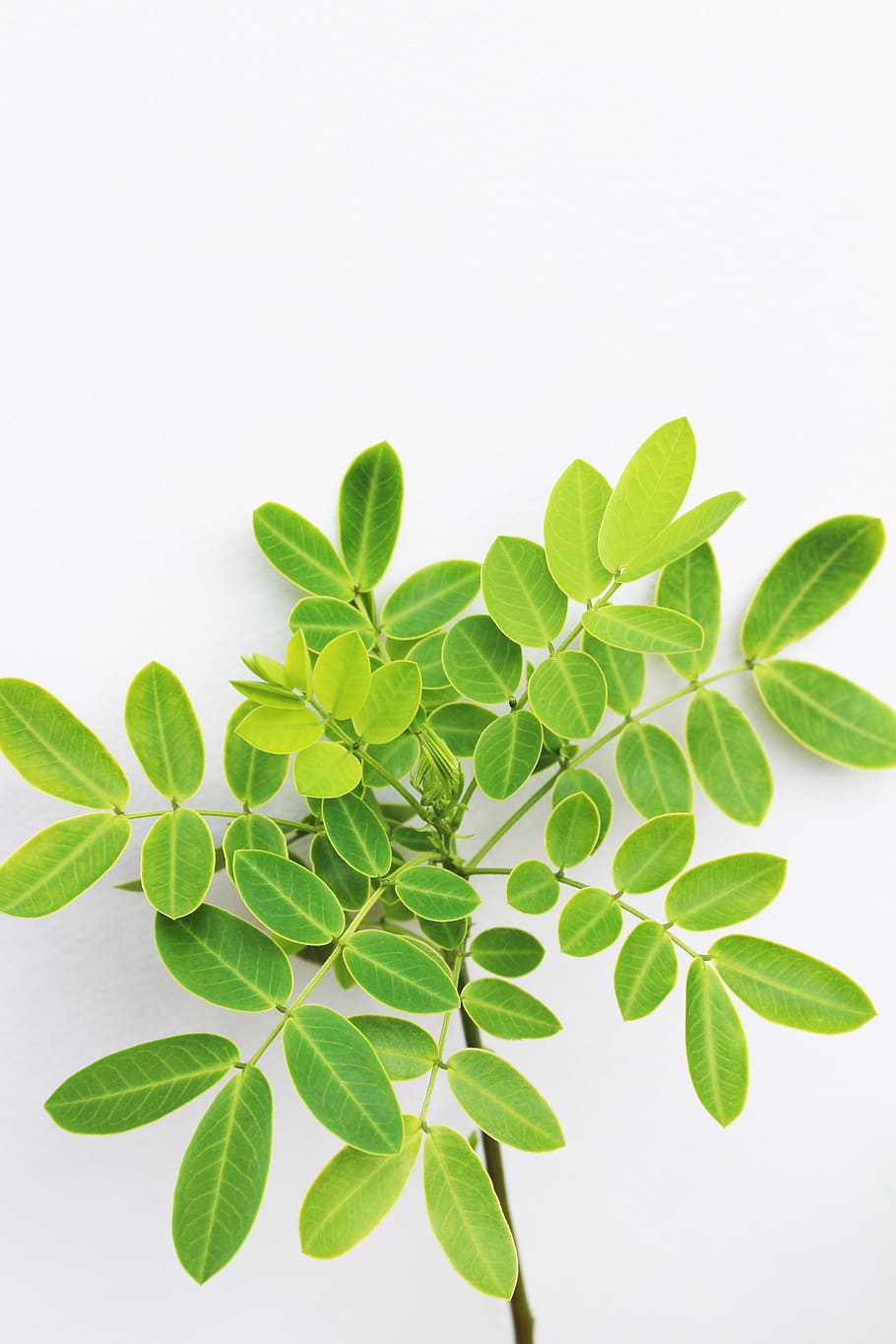 cassia, green, plant, twig, branch, leaves, decorative, decoration, nature, white