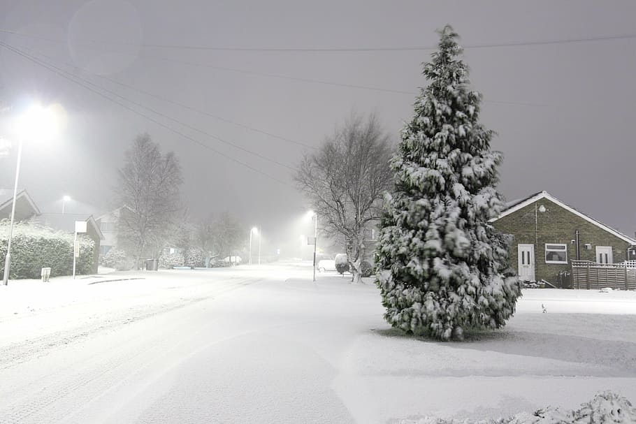 pine tree, covered, snow, cold, winter, storm, tree, road, lights, snowflakes