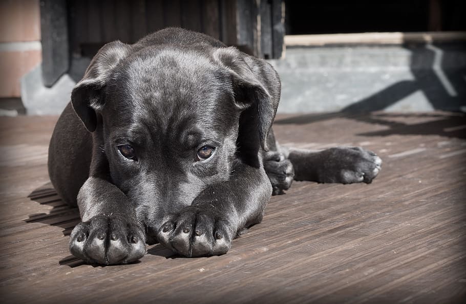black, white, american pit bull terrier, lying, brown, wooden, panel, daytime, pet, dog