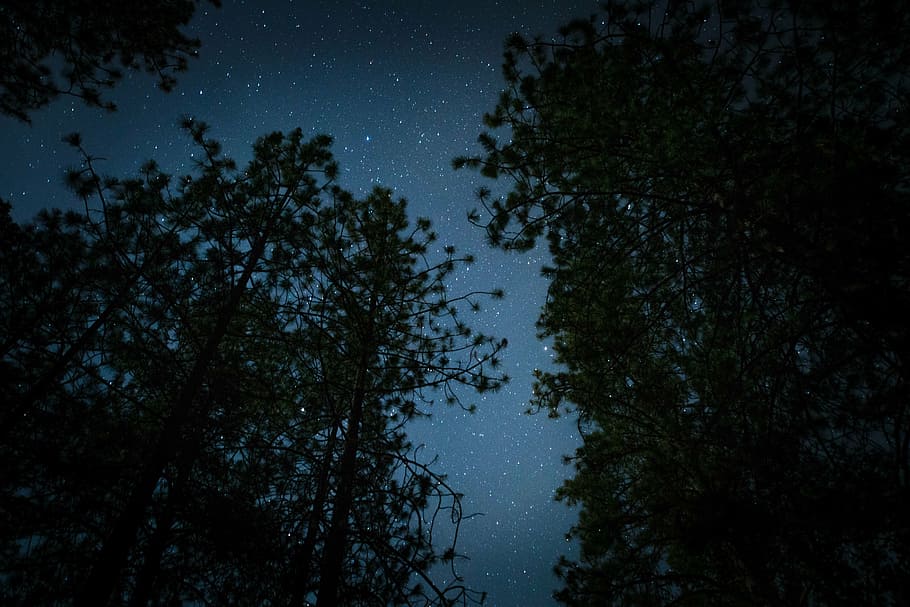 silueta, árboles, noche, verde, alto, tiempo, oscuro, estrellas, observación de estrellas, camping