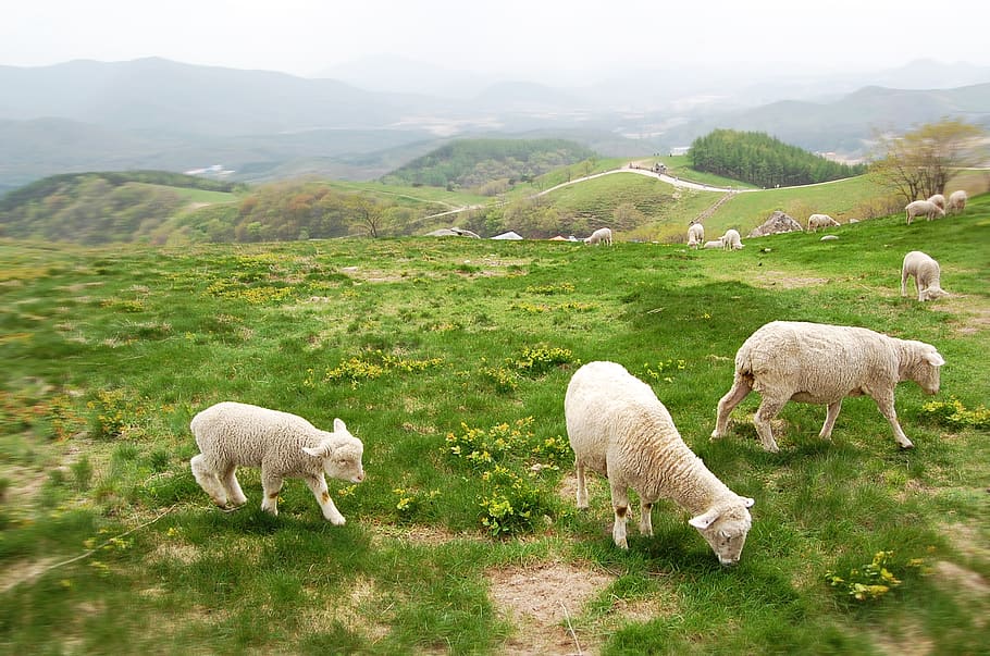cattle ranch, yang, lamb, abstract, hill, fog, animal, baby sheep, meadow, domestic animals