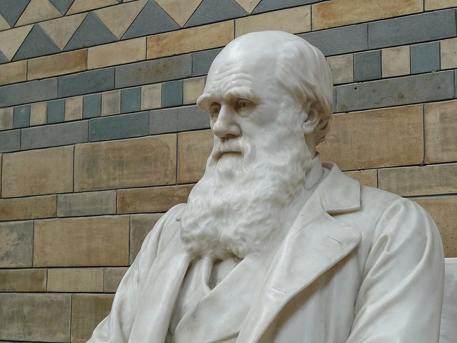 white, man, beard statue, darwin, natural history, museum, evolution, natural, selection, charles